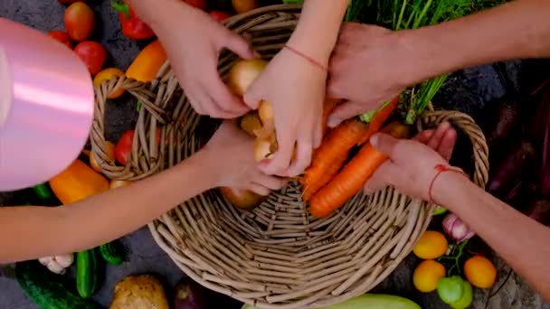 Family Harvests Vegetables Garden Selective Focus Food — Αρχείο Βίντεο