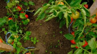 Tomatoes grow in the garden. Selective focus. Food.