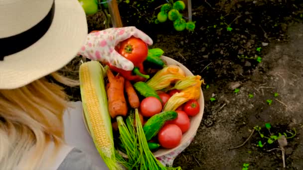 Woman Farmer Collects Carrots Vegetables Selective Focus Food — Stock Video