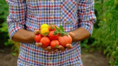 Male farmer harvests tomatoes in the garden. Selective focus. Food.
