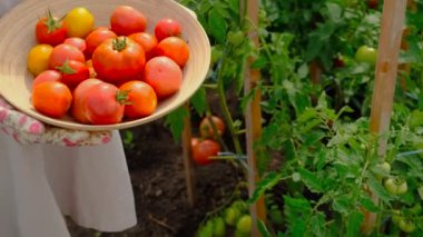 Farmer woman collects tomatoes in the garden. Selective focus. Food.