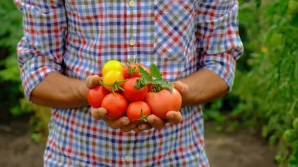 Male Farmer Harvests Tomatoes Garden Selective Focus Food — 비디오