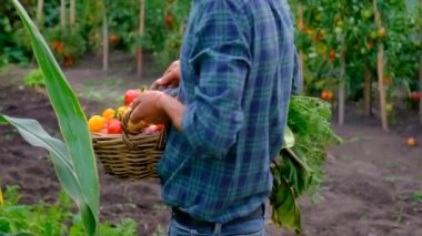 Male farmer harvesting vegetables in the garden. Selective focus. Food.