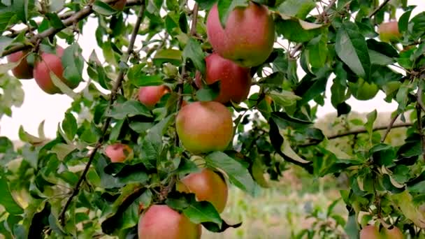 Harvest Apples Garden Tree Selective Focus Food — Vídeos de Stock