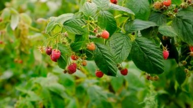 Harvest raspberries in the garden on a bush. Selective focus. Food.