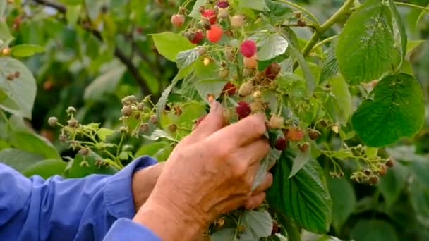 Grandmother Harvests Raspberries Garden Selective Focus Food — Stockvideo