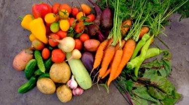 Harvest vegetables in the garden. Selective focus. Food.