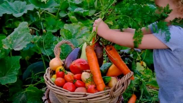 Child Harvests Vegetables Garden Selective Focus Food — стоковое видео