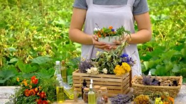 Woman makes tincture with medicinal herbs. Selective focus. Nature.