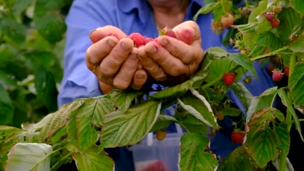 Grandmother Harvests Raspberries Garden Selective Focus Food — Video