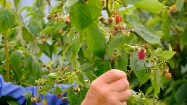 Grandmother Harvests Raspberries Garden Selective Focus Food — Stock videók