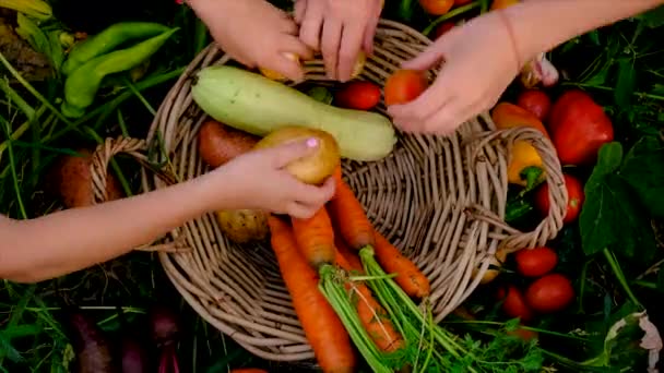 Family Harvests Vegetables Garden Selective Focus Food — Vídeos de Stock