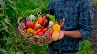 Male farmer harvesting vegetables in the garden. Selective focus. Food.