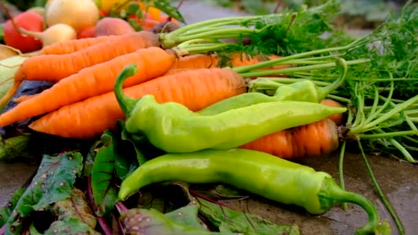 Harvest Vegetables Garden Selective Focus Food — стоковое видео