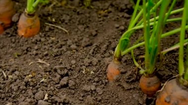 Havuçlar bahçede yetişir. Seçici odaklanma. Yiyecek..