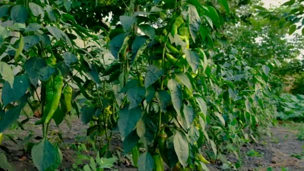 Pimentas Picantes Jardim Foco Seletivo Alimentos — Vídeo de Stock