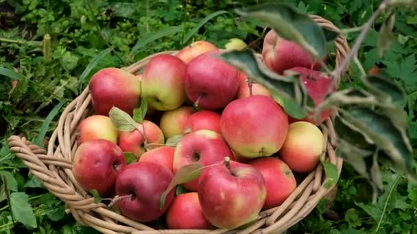 庭でのリンゴの収穫 選択的フォーカス 食べ物 — ストック動画