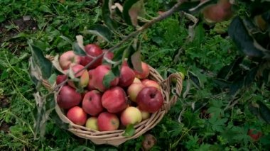 Bahçede elma hasadı. Seçici odaklanma. Yiyecek.,