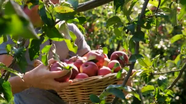 Erkek Bir Çiftçi Elma Hasat Eder Seçici Odaklanma Yiyecek — Stok video