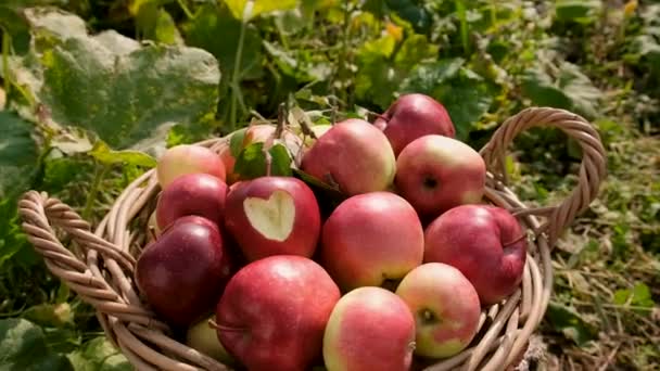 Æblehøst Haven Selektiv Fokus Fødevarer – Stock-video
