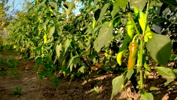 Papryka Chili Rośnie Ogrodzie Wybiórcze Skupienie Przyroda — Wideo stockowe
