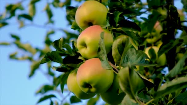 Äpplen Växer Ett Träd Trädgården Selektivt Fokus Livsmedel — Stockvideo