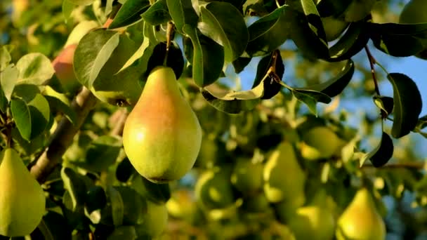 Birnen Wachsen Auf Einem Baum Garten Selektiver Fokus Lebensmittel — Stockvideo