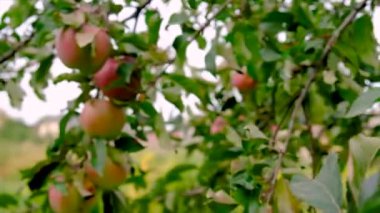 Harvest of apples in the garden on a tree. Selective focus. Food.