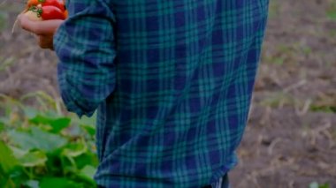 Male farmer harvesting vegetables in the garden. Selective focus. Food.