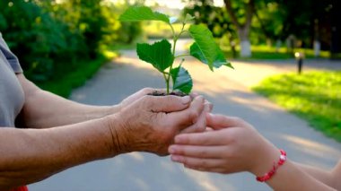 The child and grandmother are planting a tree. Selective focus. Kid.