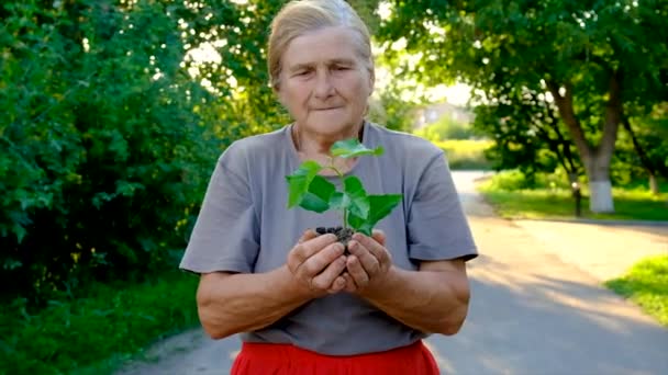 Grandmother Planting Tree Garden Selective Focus Nature — Vídeo de Stock