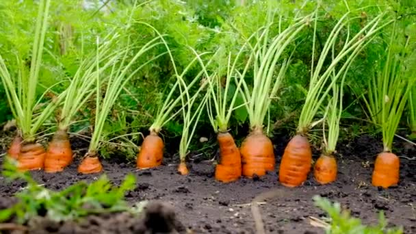 Морковь Растет Саду Выборочный Фокус Еда — стоковое видео