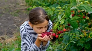 Bir çocuk bahçede ahududu topluyor. Seçici odaklanma. Çocuk.