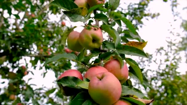 Harvest Apples Garden Tree Selective Focus Food — Stok video