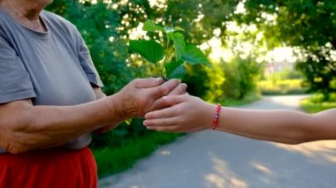 The child and grandmother are planting a tree. Selective focus. Kid.