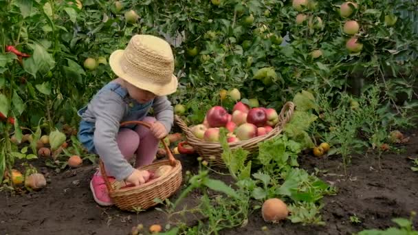 Dziecko Jabłkami Ogrodzie Wybiórcze Skupienie Dzieciaku — Wideo stockowe