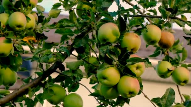 Bahçedeki Bir Ağaçta Elmalar Yetişir Seçici Odaklanma Yiyecek — Stok video