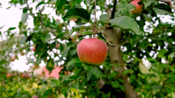 Harvest Apples Garden Tree Selective Focus Food — Video Stock