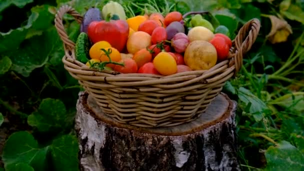 Harvest Vegetables Garden Selective Focus Food – Stock-video