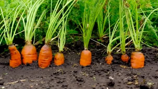 Carote Crescono Nel Giardino Concentrazione Selettiva Alimenti — Video Stock