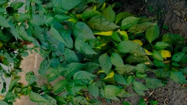 Des Piments Forts Dans Jardin Concentration Sélective Produits Alimentaires — Video