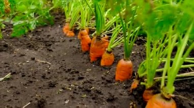 Havuçlar bahçede yetişir. Seçici odaklanma. Yiyecek..
