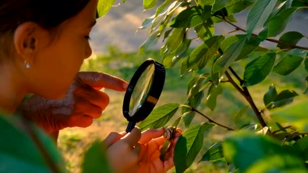 Grandmother Child Studying Snail Park Selective Focus Nature — стоковое видео