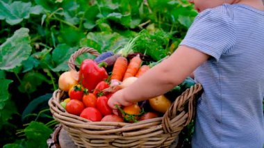 The child harvests vegetables in the garden. Selective focus. Food.