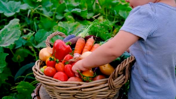 Child Harvests Vegetables Garden Selective Focus Food — Wideo stockowe