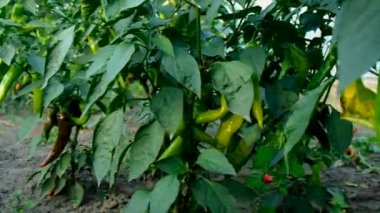 Bahçede acı biber var. Seçici odaklanma. Yiyecek..