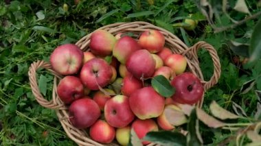 Bahçede elma hasadı. Seçici odaklanma. Yiyecek.,