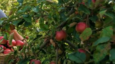 Erkek bir çiftçi elma hasat eder. Seçici odaklanma. Yiyecek..