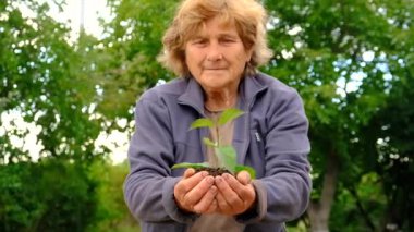 Büyükannem bahçeye bir ağaç dikiyor. Seçici odaklanma. İnsanlar.