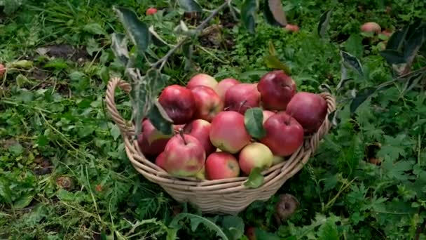 Bahçede Elma Hasadı Seçici Odaklanma Yiyecek — Stok video